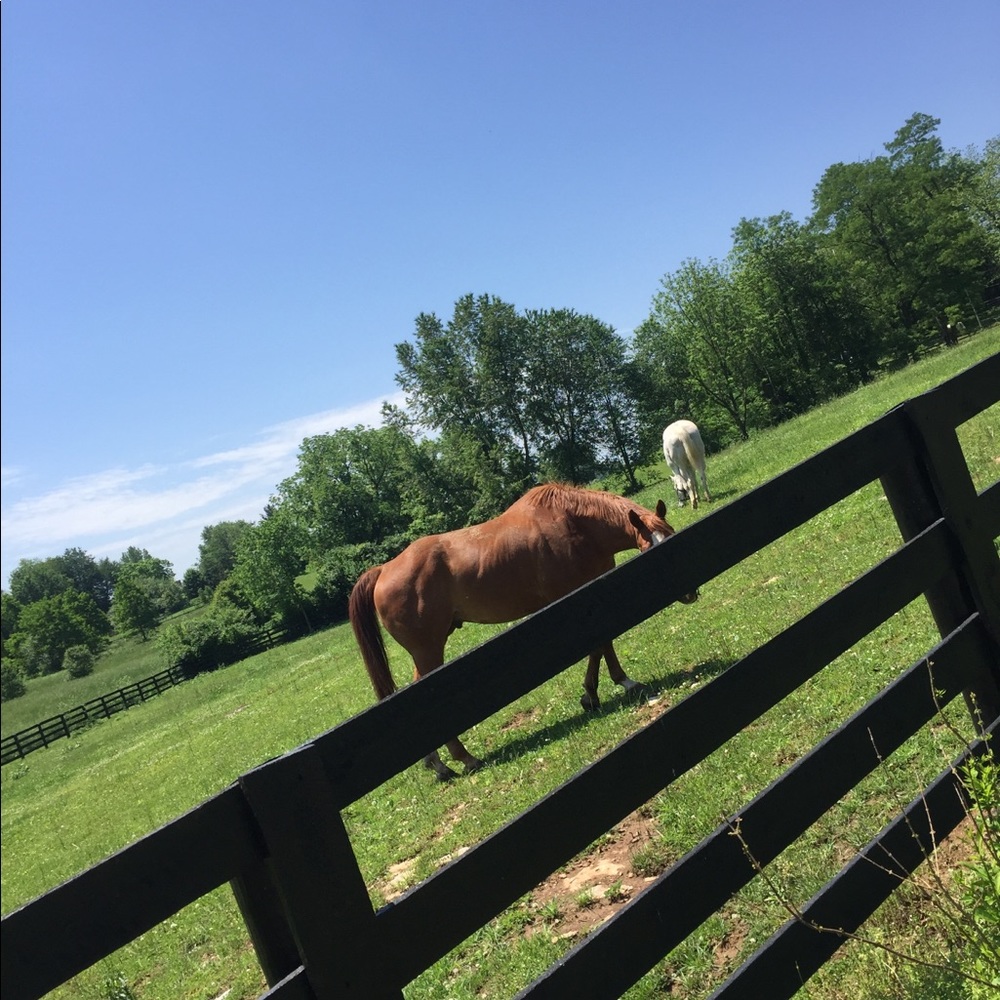 Meet your Posher, Gracie